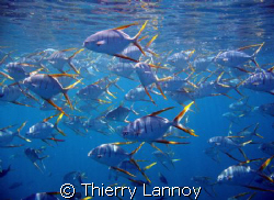 Pompanos in the sea of Cortez - Cabo Pulmo by Thierry Lannoy 